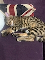 chiko