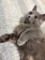 chiko