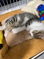 chiko
