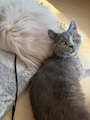 chiko
