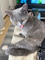 chiko