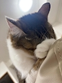 chiko
