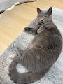 chiko