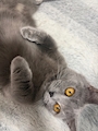 chiko