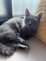 chiko