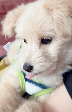 あいか「本日の王子👑」