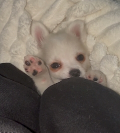 くるみ❣️AILES❣️