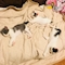 プロフィール写真3・亜子🐱あこち🐱|新宿・歌舞伎町 熟女キャバクラ・Mrs.J