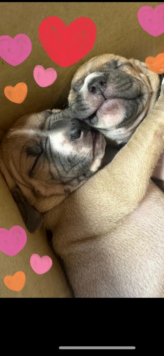 あやか
