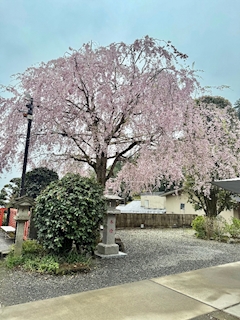 ひなの「連勤がんばるひなの！(ง •̀_•́)ง」