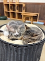 新着ブログ 保護猫カフェ行ってきた🐈🐾