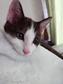 chiko