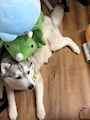 chiko