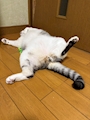 chiko