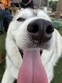 chiko