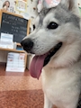 chiko