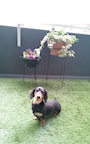 chiko
