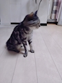 chiko