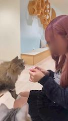 ゆうのプロフ動画