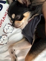 chiko