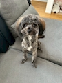 chiko