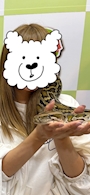 chiko