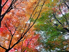 プロフィール写真3・Franc☆てんちょ〜｜