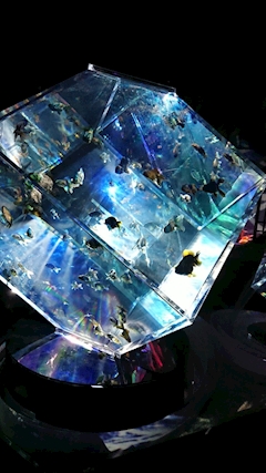 プロフィール写真4・Franc☆てんちょ〜｜