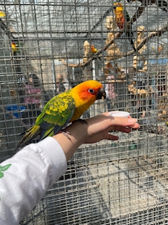 とりさん‪🦜‬