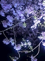 純 maple・メイプル - 国分町のスナック
