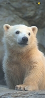 新着ブログ もも太くん🐻❤