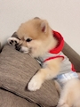 chiko