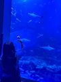 ゆり