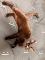 chiko