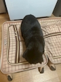 新着ブログ 【悲報】妖怪現る