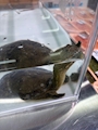 新着ブログ すっぽんのすーちゃん🐢食用じゃない…かな🤔??
