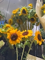 新着ブログ 8月スタート🌻