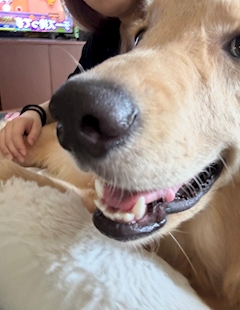 さくら「お昼寝🐑💤」