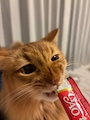 chiko
