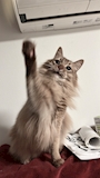 chiko