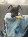 chiko