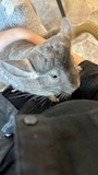 chiko