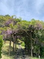 Kiraku