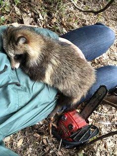 るい「たぬ‎⓿ᴥ⓿」