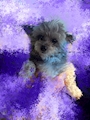 chiko