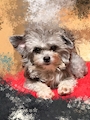 chiko