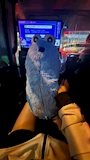chiko