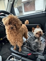 新着ブログ 🐶