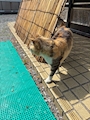 chiko
