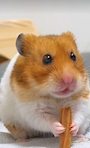 chiko